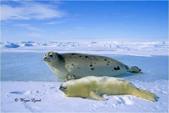 Mother Harp Seal & Pup 119 by Dr. Wayne Lynch &copy;